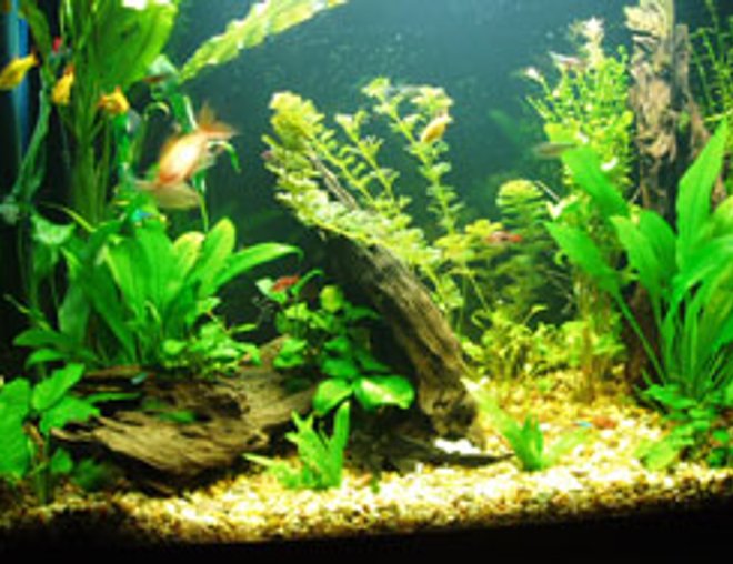 planted tank (mostly live plants and fish) - 37 Gallon Tank now with REAL plants ;) 11/19/05