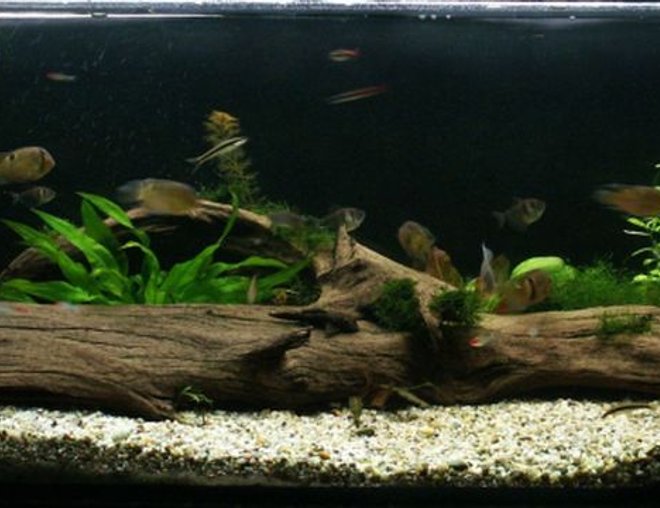 planted tank (mostly live plants and fish) - 150/50/50
Aequidens Maroni - 6 /
Hemigrammus bleheri - 20 /
Gymnocorymbus ternetzi - 9 /
Crossocheilus siamensis - 3 /
Caridina japonica - 3 /
Atyopsis moluccensis -1/

Cryptocoryne parva /
Cryptocoryne crispatula var. Balansae/
Heteranthera zosterifolia /
Ehinodorus parviflorus /
Echinodorus Red Flame /
Hygrophila polysperma /
Eleocharis vivipara /
Vesicularia dubyana /