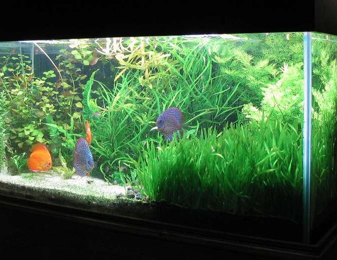 90 gallons planted tank (mostly live plants and fish) - A bit over grown