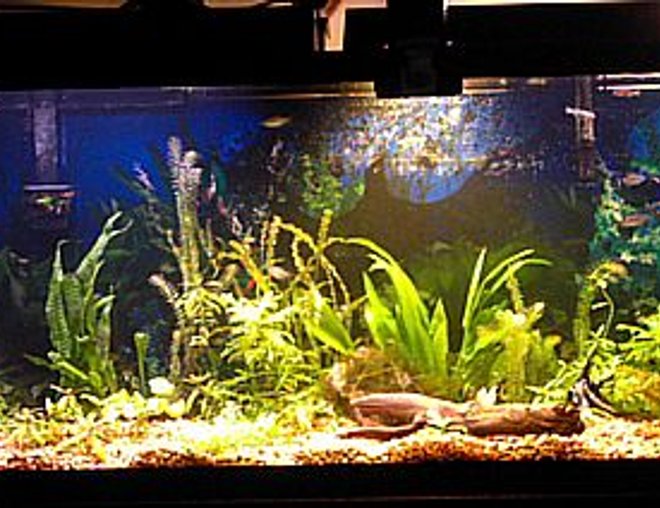 55 gallons planted tank (mostly live plants and fish) - Planted with driftwood and angelfish