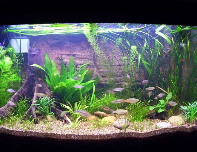 40 gallons planted tank (mostly live plants and fish) - Planted RainbowFish Tank, First tank back in the hobby after 5+ years out of the hobby