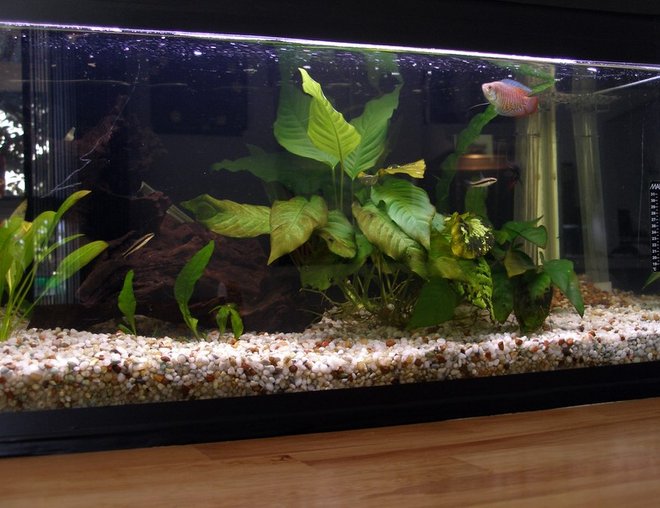 planted tank (mostly live plants and fish) - Old 10 US Gal tank, about to be pulled down