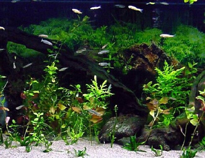 75 gallons planted tank (mostly live plants and fish) - 75 Gallon Diamond Rhom tank