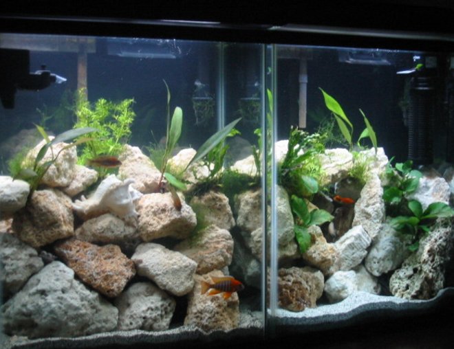 40 gallons planted tank (mostly live plants and fish) - High noon