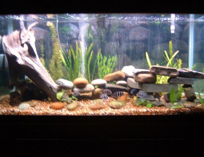 90 gallons planted tank (mostly live plants and fish) - 90 gallon tank with 8  juvenile forntosas, 3 muliplicantis synodonis, and 1 euphious synodis. Almost all live plants. Ther are three plastic plants used in holding up the leaves of the live wide leaf sagatarious. I also have a veriety of diffrent anubiass. The tank has timers to turn the moon lights on and off as well as the day lighting.