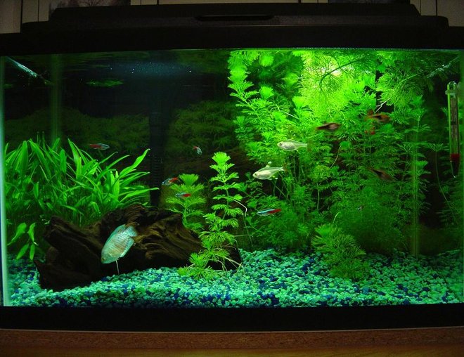 10 gallons planted tank (mostly live plants and fish) - Main 10 Gallon Tank