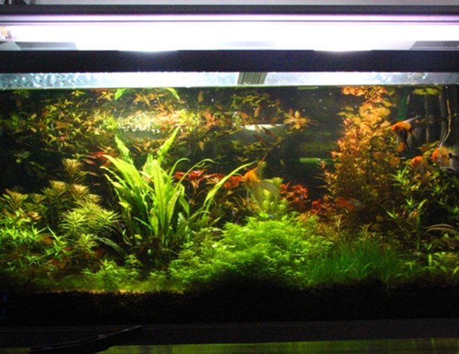 100 gallons planted tank (mostly live plants and fish) - Jebo 5oo litre tank 50cm by 50cm by 60cm
Lighting: 2 HQI 150W 5400K + 2 times 36W Interpet triton
Substrate: Fondo Vivo Prodac inyternational + humus + humus plus
Filtration: Eheim 2260 cannister
pressurised co2 4 kg
Fertiliser: Tropica master grow + PMDD