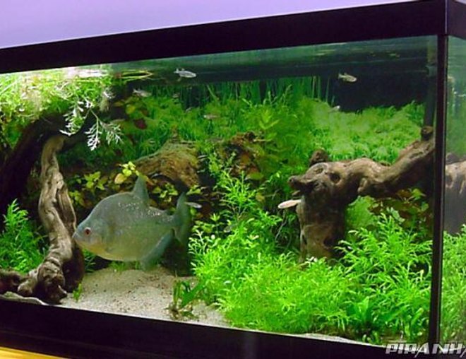 75 gallons planted tank (mostly live plants and fish) - S.rhombeus,I've got some Zebra Danios, Black Neons, Jumbo Neons, Lemon Tetras,Black Skirt Tetra ghost shrimp and a Pleco and a 10" Diamond Rhom.