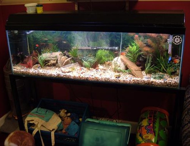 100 gallons planted tank (mostly live plants and fish) - 4ft tank 12x15 inches deep. planted community photographed at night