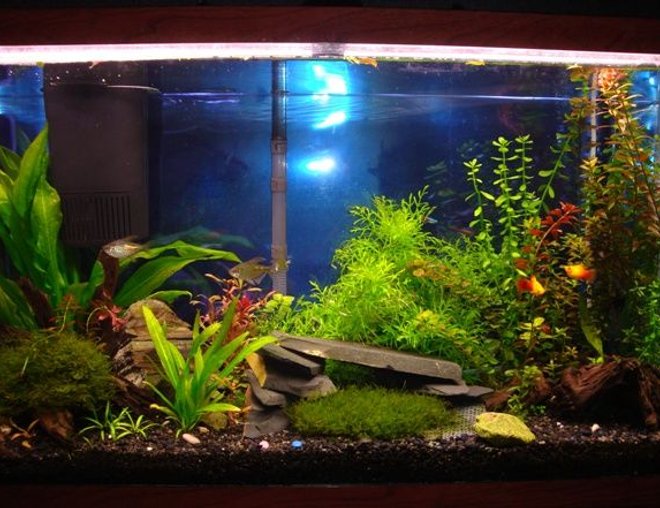 55 gallons planted tank (mostly live plants and fish) - Here is a full view of our aquarium as of June.  As you can see, the moss has created a nice carpet in front of the rock cave and developed nicely on the driftwood.  Also, the background plants have taken off nicely.  Let us know what you think.