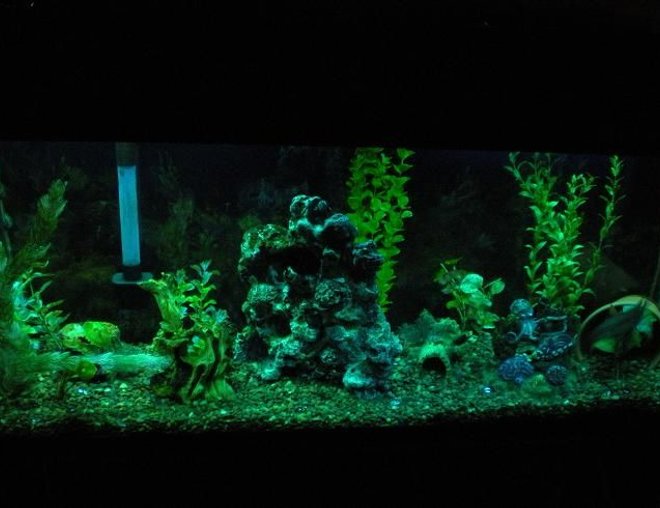 55 gallons planted tank (mostly live plants and fish) - cichlid tank 4