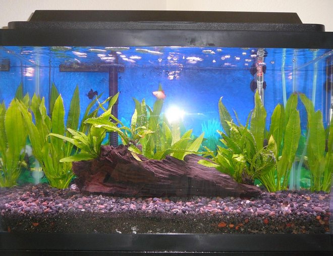 10 gallons planted tank (mostly live plants and fish) - 25 June 2008 (1 Balloon Molly, 1 Twin-bar Platy, Java Fern, Amazon Sword)