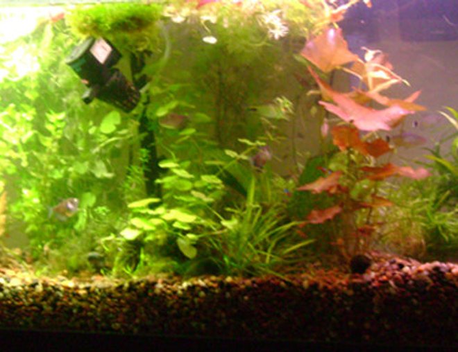 55 gallons planted tank (mostly live plants and fish) - This tank is in the process of getting a re scape.