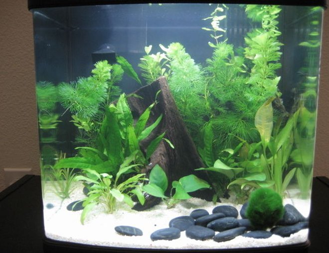 8 gallons planted tank (mostly live plants and fish) - I'm a newb to the freshwater plant aquarium scene.  I've taken care of salt and fresh water fish, but I've never done plants.  I knew this would happen...  I love my 8 gallon, but now i want a bigger tank haha!