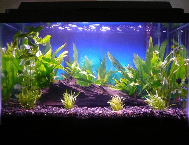 10 gallons planted tank (mostly live plants and fish) - 16 July 2008 (1 Balloon Molly, 3 Neon Tetras, Java Fern, Amazon Sword, Wisteria, Micro Sword)