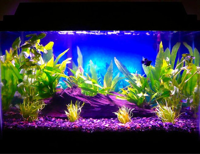 10 gallons planted tank (mostly live plants and fish) - 16 July 2008 (1 Balloon Molly, 3 Neon Tetras, Java Fern, Amazon Sword, Wisteria, Micro Sword)
