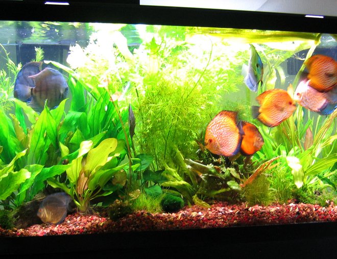 55 gallons planted tank (mostly live plants and fish) - photo taken 07.25.08