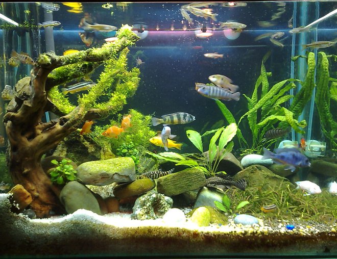 20 gallons planted tank (mostly live plants and fish) - riccia tree-1 month tank