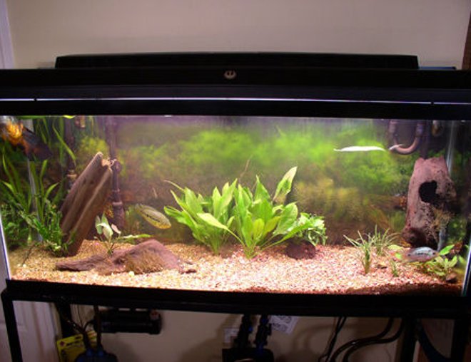 55 gallons planted tank (mostly live plants and fish) - 4 months old