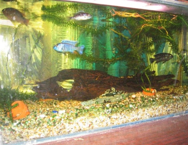 20 gallons planted tank (mostly live plants and fish) - My 20 Gallon, African peackocks and Jewels with a Armoured Catfish