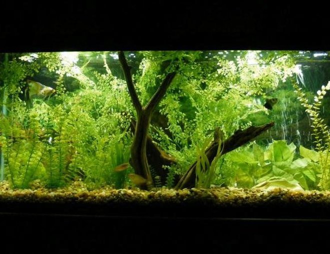 55 gallons planted tank (mostly live plants and fish) - 55 Gallon
