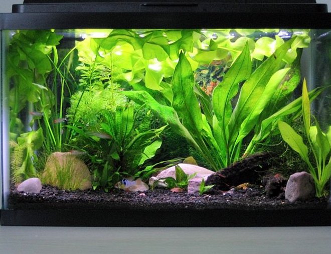 20 gallons planted tank (mostly live plants and fish) - My planted 10 gallon.