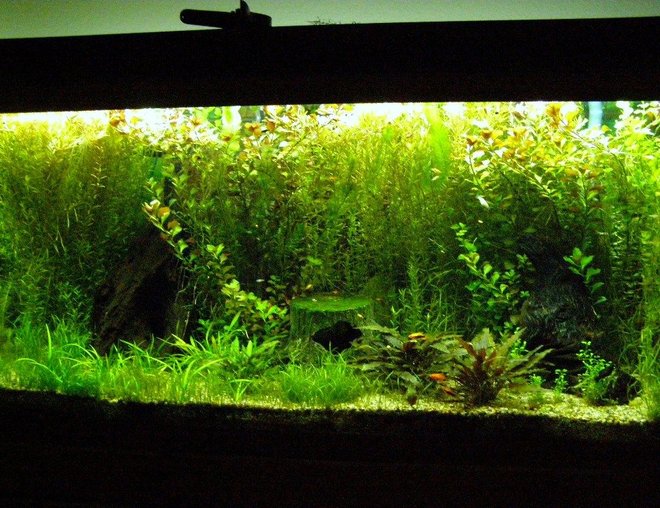 60 gallons planted tank (mostly live plants and fish) - Plant Tank