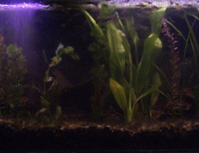 60 gallons planted tank (mostly live plants and fish) - My Big Tank. Tank#1