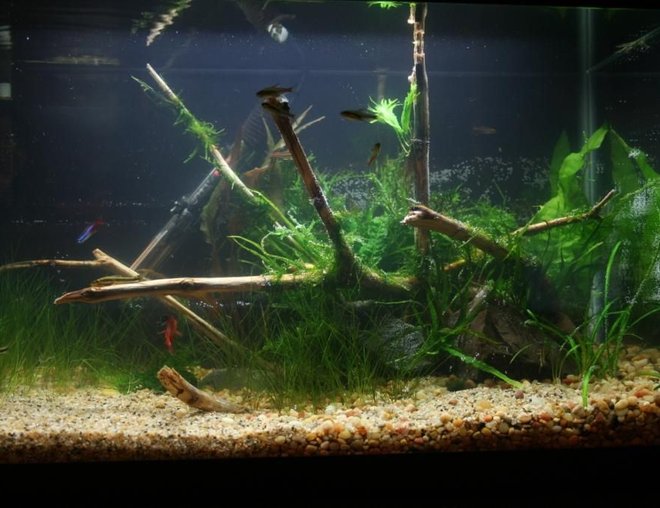 10 gallons planted tank (mostly live plants and fish) - new set up . 1 day old at the time of the picture