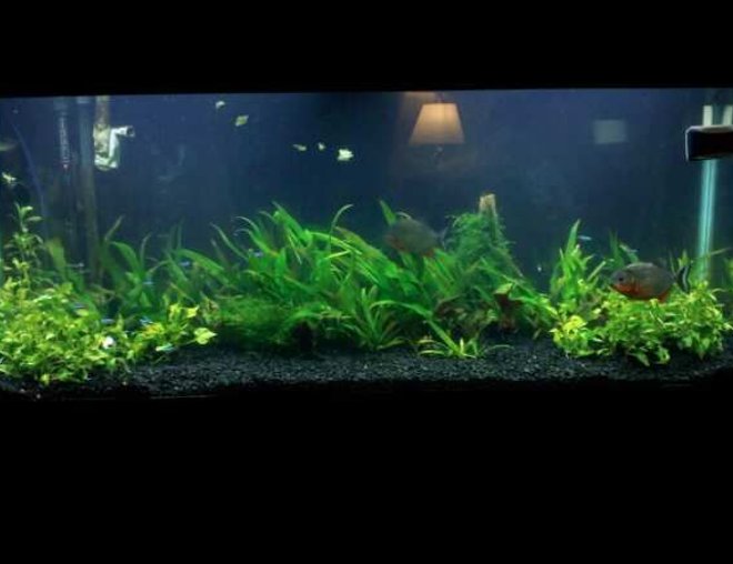 55 gallons planted tank (mostly live plants and fish) - Here's a shot of my first planted tank after 2 weeks of CO2 and Coralife 130 watt.  Sorry for the pic resolution it was taken with my camera phone.