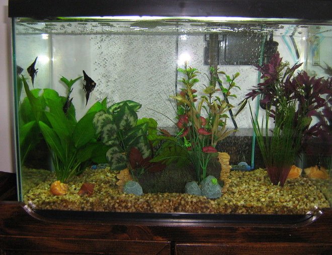 20 gallons planted tank (mostly live plants and fish) - Added 2 Amazon Sword plants helps water condition. Got a chinese algae eater cleans the swords nice. May add more live plants any suggestions ,types ?