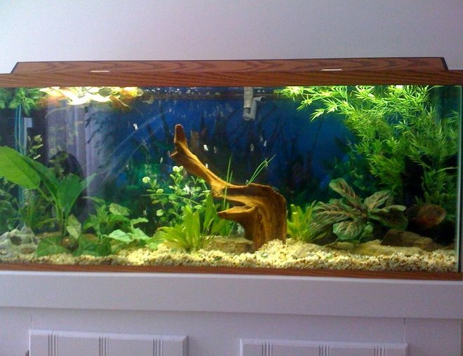 55 gallons planted tank (mostly live plants and fish) - 55g, Morty Tiger oscar , live and fake plants.Crick/ Stream rocks, Driftwood and Natural stone gravel bed. 
Please leave a message!