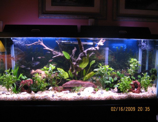 55 gallons planted tank (mostly live plants and fish) - 55 gallon planted with fish