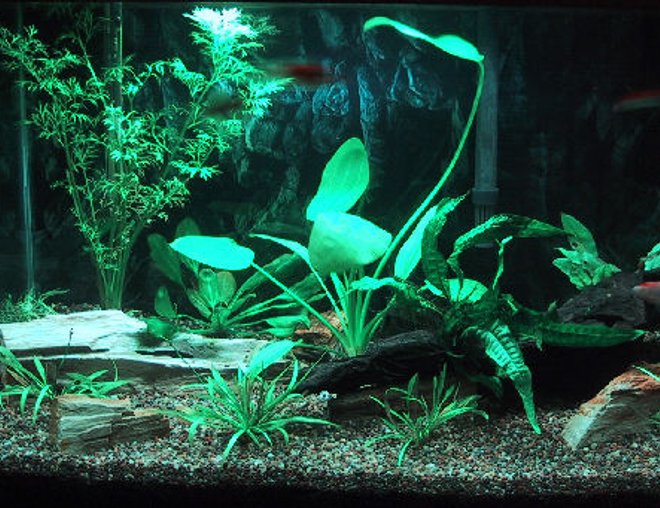 20 gallons planted tank (mostly live plants and fish) - 02-28-2009 - Updated picture with more plants and 6 goldfish being used to speed up cycling process.