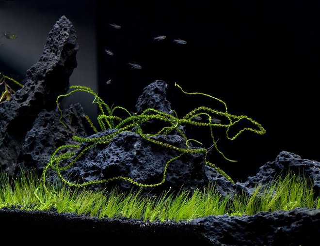 55 gallons planted tank (mostly live plants and fish) - in the beginning stages