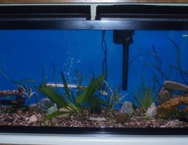 55 gallons planted tank (mostly live plants and fish) - my 55 with new plants and new fish April 12 2009 can you find the all?
We just added, 2 cory cats, 1 green barb, 1 tigar barb, 1 golden barb.