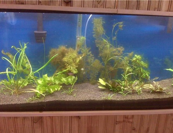 55 gallons planted tank (mostly live plants and fish) - My planted tank Just installed CO2 4-27-09
