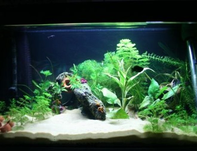 20 gallons planted tank (mostly live plants and fish) - 20 Gallon Planted tank
two 18" 15w marine 14,000k lights
Fluval U3 600lph 
standard 100w heater
Various species of plants
10 neon tetras
1 silver shark
1 black mollie