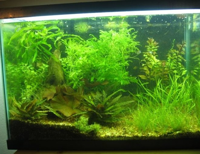 20 gallons planted tank (mostly live plants and fish) - 20 gallon planted tank. My first planted tank. Having a limited income, many of the plants are native to michigan where i live. It has a 4 ft shop light over it and a ten gallon beside it.The light has two 32 watt white bulbs.(6500k) I dose with flourish excell evey other day. The substrate is a mix with iron made at a local mom and pop fish shop.No heating.(my home stays pretty warm) A cheap wal mart hang on filter for circulation and biological management though the plants do most of the filtering.