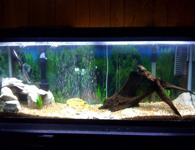 55 gallons planted tank (mostly live plants and fish) - working progress, starting new