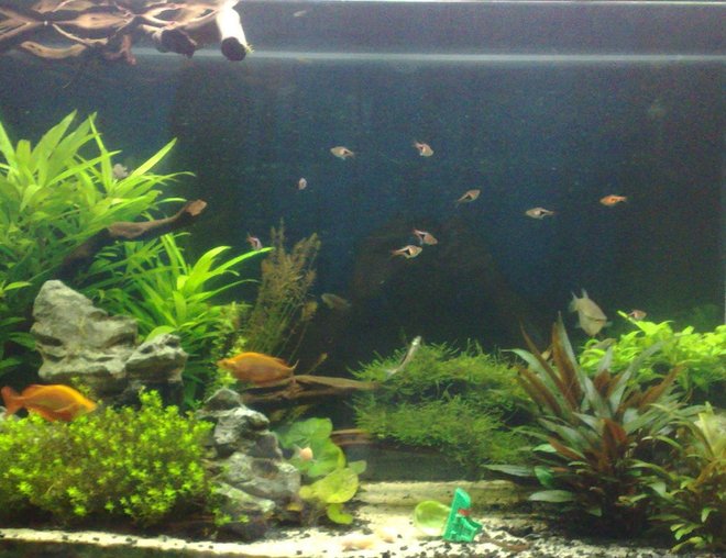 55 gallons planted tank (mostly live plants and fish) - 55 gal