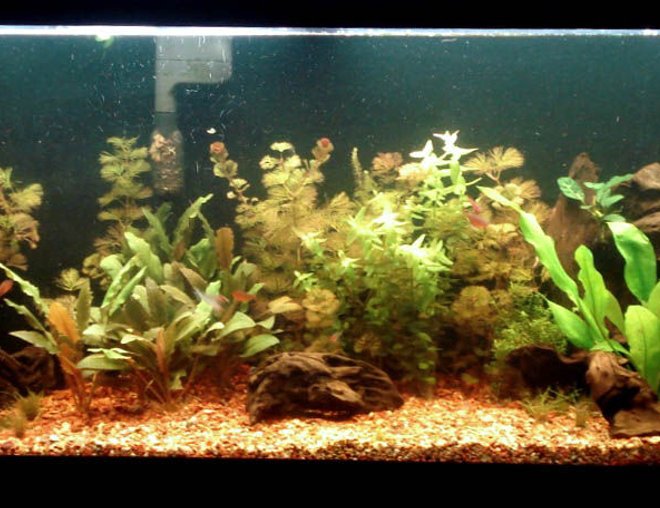 55 gallons planted tank (mostly live plants and fish) - my tank
