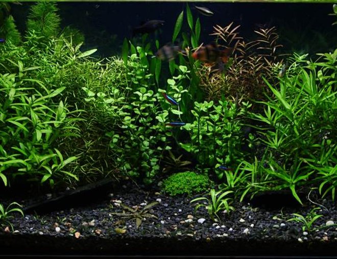 29 gallons planted tank (mostly live plants and fish) - "Dream of insane gardener" bopoco@o2.pl