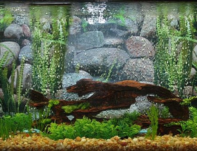 55 gallons planted tank (mostly live plants and fish) - My fish paradise :)