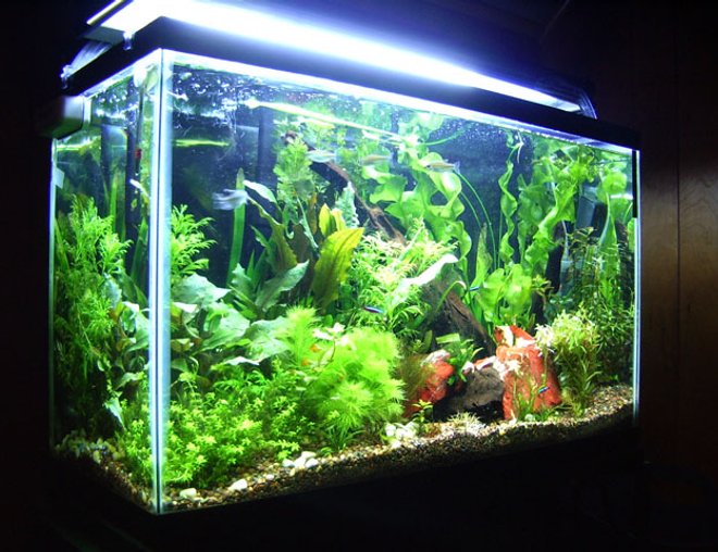 planted tank (mostly live plants and fish) - my 29 gallon, soon to have discus, maybe..    130 watts, DIY co2.. woot.