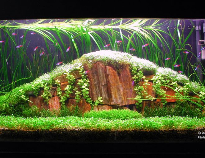 planted tank (mostly live plants and fish) - Tank 35 gall  
36X12X18
Light 4X30W 
Fluval 204
2XCO2 nutrafin
Special project for an amano style tank. . A great challenge.

Glossostigma, riccia fluitans, vallisneria spiralis, Lysicmachia aurea, lileaopsis novaezelandiae, Crinum calamistratum

Neon tetra, amano shrimp