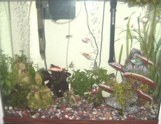 55 gallons planted tank (mostly live plants and fish) - My fish and their plants!