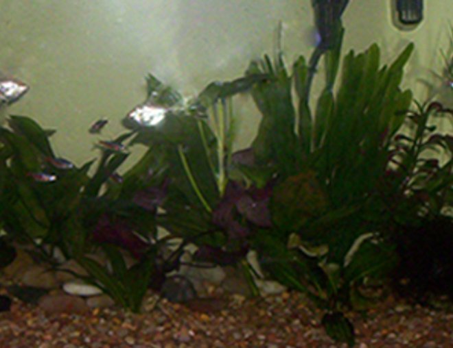 35 gallons planted tank (mostly live plants and fish) - Slowly growing aquarium