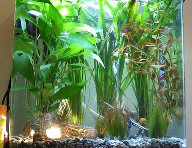 10 gallons planted tank (mostly live plants and fish) - My first tank, lightly planted and a huge learning curve. I've since removed a couple of the cheesier plastic decor items and replaced with some very nice rock formations, an updated picture will follow soon.
