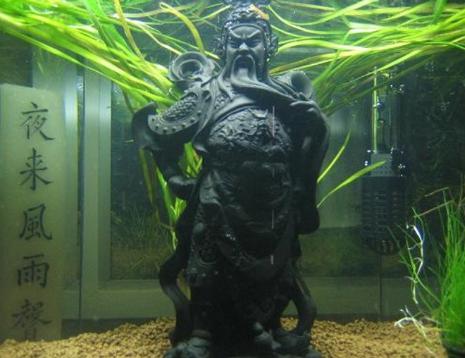 10 gallons planted tank (mostly live plants and fish) - WARRIORS QUARTERS-waiting for the warrior.